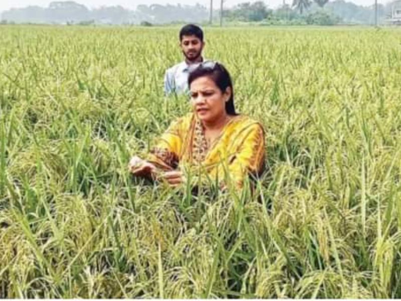 ‘বিনাধান-২৫ চাষ ছড়িয়ে দিতে কৃষি বিভাগ কাজ করছে’ 